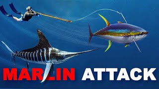 Giant Marlin ATTACKS Me amp Steals My Tuna…so I speared it [upl. by Kcirdnekel632]