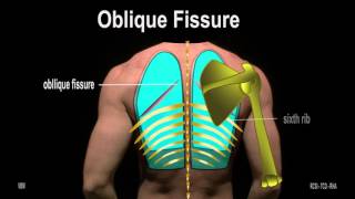 Surface Anatomy  Pleura Lungs 2D [upl. by Champaigne]