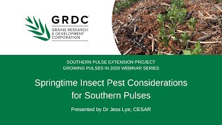 Springtime insect pest considerations for southern pulses webinar with Dr Jess Lye cesar [upl. by Bouley]