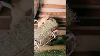 Funny Animals  Animali😹Cani amp Gatti 🐶 divertenti  Prova a non ridere  shorts [upl. by Ertsevlis]