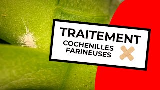 TRAITEMENT COCHENILLES FARINEUSES  MEALYBUG TREATMENT [upl. by Nosned808]