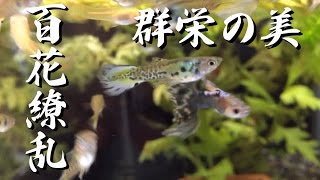 【グッピー】 3品種 オス 若魚 混泳水槽 紹介 【Guppy】 [upl. by Arym]