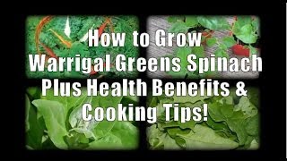 Warrigal Greens Spinach How to Grow and Health Benefits [upl. by Kostman]