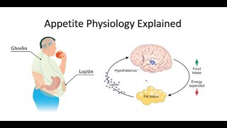 Appetite Ghrelin and Leptin Explained [upl. by Sliwa]