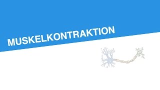 MUSKELKONTRAKTION  Biologie  Neurobiologie und Verhalten [upl. by Yuu372]