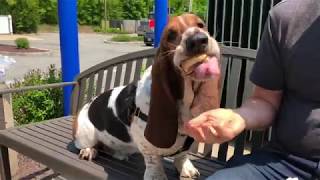 basset eats at white castle [upl. by Eiramaliehs]