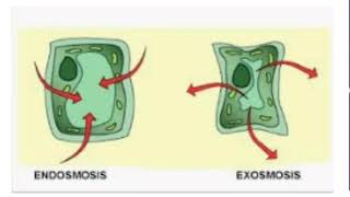 OSMOSIS EXPERIMENT WITH RAW EGGS [upl. by Bergman]