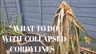 WHAT TO DO WHEN YOUR CORDYLINES HAVE COLLAPSED [upl. by Vial]