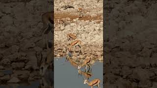 Springbok at Etosha National Park Namibia [upl. by Akceber]