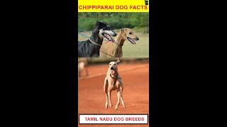 Chippiparai  Kanni  dog facts  native dog  தமிழ்  Dog series  shorts [upl. by Syl]