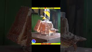 WetWood vs DryWood🌴🤔  Hydraulic Press vs Woods⁉️💥  shortsfeed trending woodcutting [upl. by Anibla242]