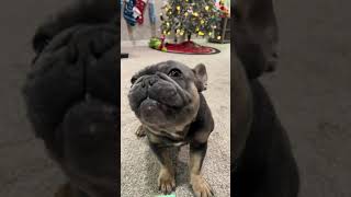 Advent calendar day 4 🦴 frenchie youtube dog dogsofyoutube youtubevideo [upl. by Ardeid]