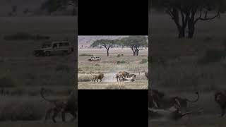 The best lion fighting ever filmed PART 3 [upl. by Melony476]