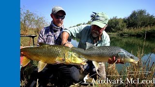 Fly fishing for Largemouth Yellowfish on the Orange River [upl. by Jane]