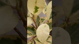 Variegated Ficus Plant Repotting ficusplant plants repotting youtubeshorts [upl. by Ellenwad]