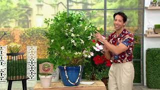 Robertas 1piece Lovely Pikake Jasmine Live Plant on QVC [upl. by Litta633]