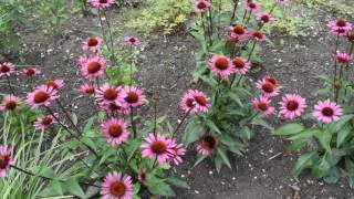 echinacea purpurea fatal attraction [upl. by Brion]