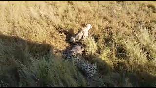 two cheetahs hunting wildebeest africa cheetah hunting [upl. by Lezned]