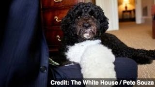 No Obamas Dog Didnt Get His Own Private Plane [upl. by Munmro857]