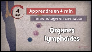 31◽ Les organes lymphoïdes [upl. by Giess]