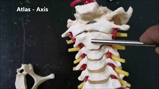 ATLAS AXIS CERVICAL VERTEBRAE Features Fractures and VERTEBRAL ARTERY Clinical AspectSANJOY SANYAL [upl. by Silden705]