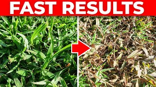 Kill Crabgrass Very Fast Without Killing the Lawn [upl. by Humfrid161]