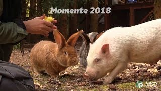 Momente 2018 im Land der Tiere [upl. by Nilloc]