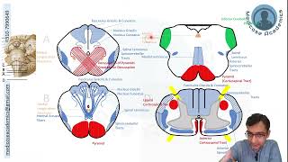 Medulla Oblongata  Cross Sectional Anatomy [upl. by Ditter]