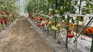 夏野菜の後作に植えるオススメ野菜・たくさん収穫が出来る便利な野菜の育て方 22922 [upl. by Clayson]