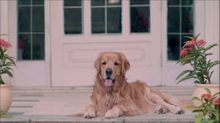 Apollo Tyres  International Dog Day 2020 [upl. by Turpin]