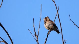 Woodlark Singing 4K [upl. by Zenas261]