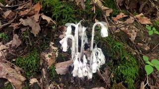 Indian Ghost Pipe for pain [upl. by Eirroc353]