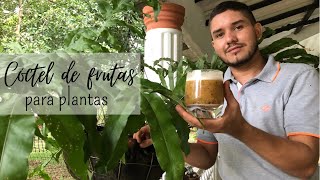 Cóctel de vitaminas para plantas 😋calcio potasio vitamina ACE y B1 B2 B3 B6 y muchas más🍑🥚 [upl. by Oaks]