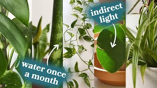 The 5 Best Houseplants For Beginners [upl. by Angela]