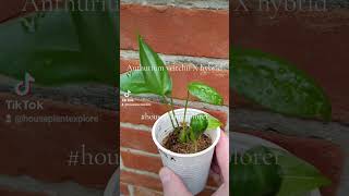 Anthurium veitchii X hybrid [upl. by Sothena]