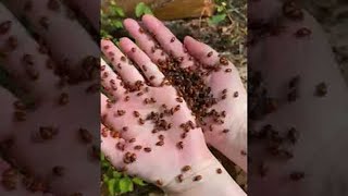 Log Crawling with Ladybugs  ViralHog [upl. by Welton339]