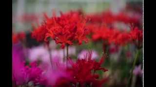 The Guernsey Lily  Nerine Sarniensis [upl. by Imoen]