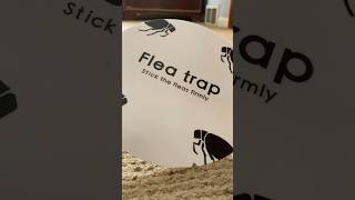 Catch flies gnats ants and more with the Victor flea trap 🐜 diy home [upl. by Rebbecca]