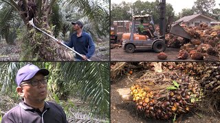 Malaysian palm oil farmers face labour crunch  AFP [upl. by Oza96]