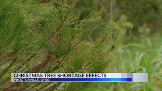 Will there be a Christmas tree shortage [upl. by Nitsej]