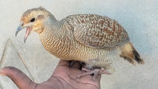 Gray Francolin Beautiful Voicesound  Teetar Pair Enjoying Sunshine and Making Beautiful Voices [upl. by Cilurzo]