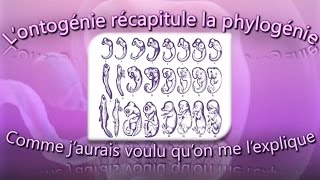 L’ontogénie récapitule la phylogénie comme j’aurais voulu qu’on me l’explique [upl. by Attiuqaj]