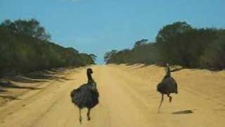 Emu running [upl. by Icak]