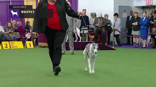 Whippets  Breed Judging 2019 [upl. by Celeski36]