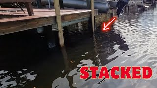 Sheepshead Fishing With FIDDLER CRABS This Dock Was LOADED [upl. by Ennayelhsa70]