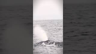 Whale Gliding Through Coral Reefs Ocean Majesty 🐋🌊 [upl. by Bradman]