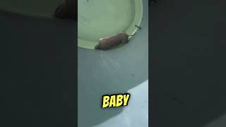 Watch what I do to this Baby Mole [upl. by Melisande]