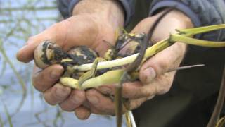 Restored Wetland Brings Wapato Back to Yakama Nation [upl. by Hyacinthie894]