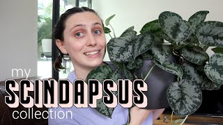 MY SCINDAPSUS COLLECTION  my favourite plant type [upl. by Repsaj147]