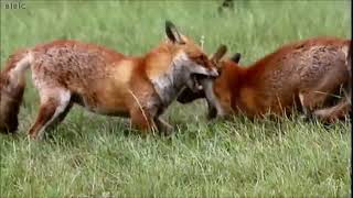 Two foxes fighting over territory [upl. by Anerom]